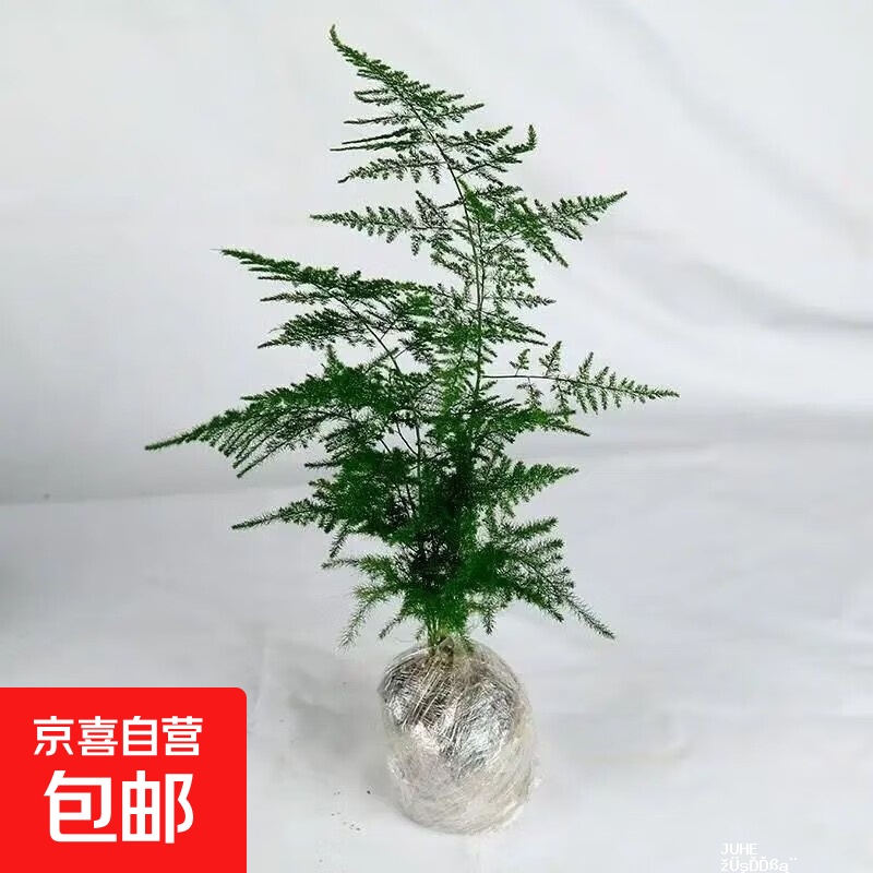 文竹15-20厘米2盆 3.99元,特老桩象耳芋2棵 4.99元,可食用小盆薄荷2盆 4.99元 - 聚合线报 文竹15-20厘米2盆 3.99元,特老桩象耳芋2棵 4.99元,可食用小盆薄荷2盆 4.99元 - 聚合线报